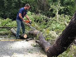 Professional  Tree Services in Southeast Arcadia, FL